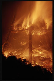 Las bilis de los garrotes