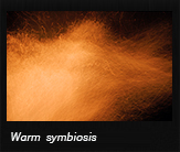 Warm symbiosis
