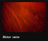 Motor veins