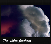 The white feathers