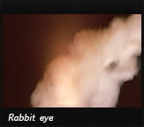 Rabbit eye